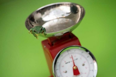 Una rana, sobre una báscula