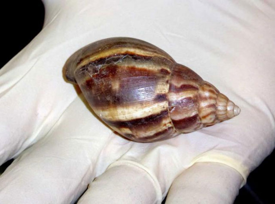 Caracol Gigante Africano