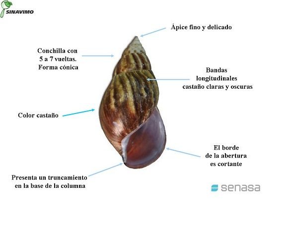 Emiten indicaciones para el control popular del caracol gigante africano Emiten indicaciones para el control popular del caracol gigante africano
