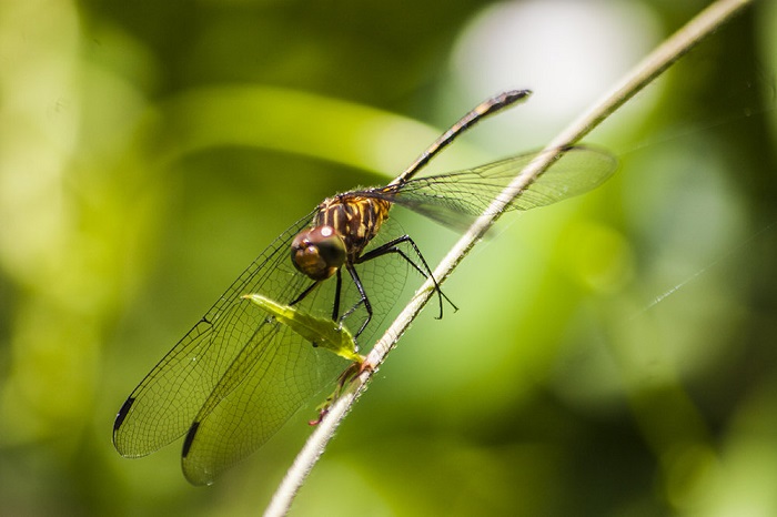 Libelula