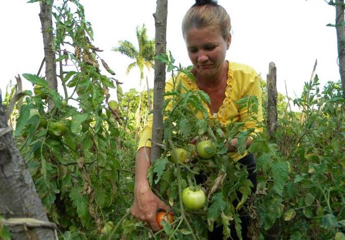 Destacan papel de la mujer rural en Ciego de Ávila