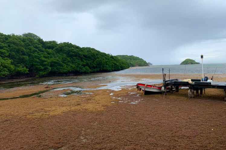 Zona del Caribe invadida de sargazos