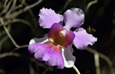 Centenario del Jardín Botánico de Cienfuegos